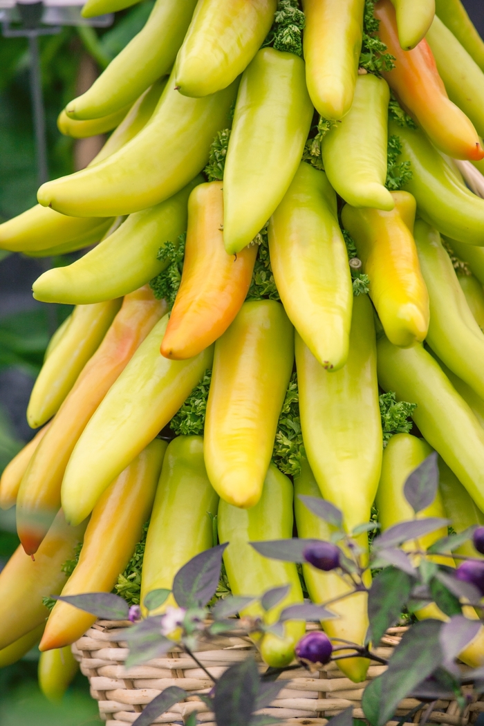 'Mexican Sunrise' Pepper (Hungarian) - Capsicum annuum from Holmquest Farms