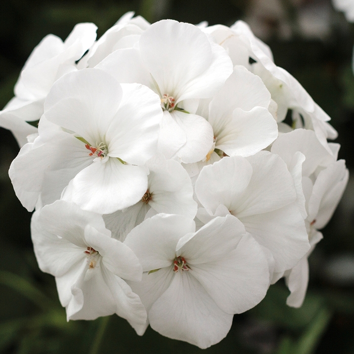 Calliope&reg; Medium White - Pelargonium (Interspecific Geranium) from Holmquest Farms