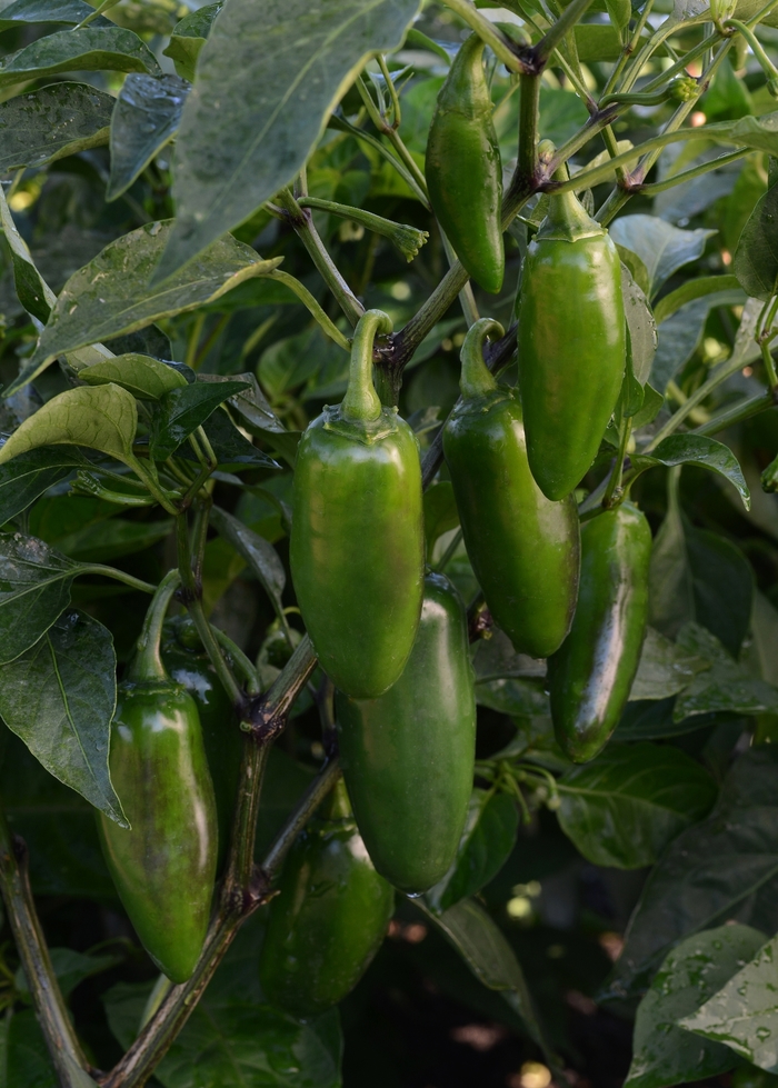 'La Bomba II' Jalape&ntilde;o Pepper - Capsicum annuum from Holmquest Farms