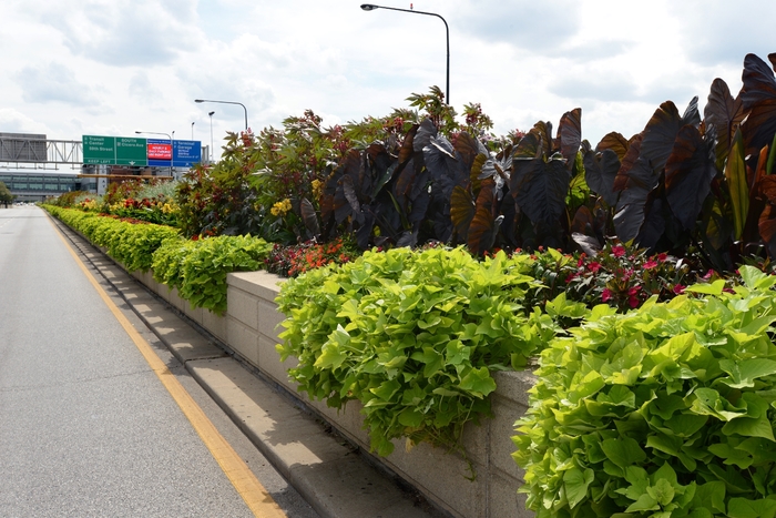 'Marguerite' Ipomoea, Sweet Potato Vine - Ipomoea batatas from Holmquest Farms