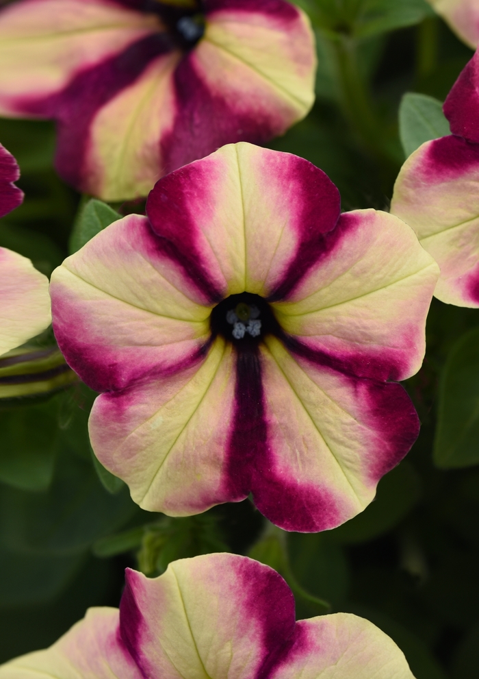 Headliner&trade; Banana Cherry Swirl - Petunia from Holmquest Farms