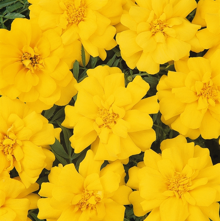 Durango&reg; Yellow - Tagetes patula (Dwarf Anemone French Marigold) from Holmquest Farms