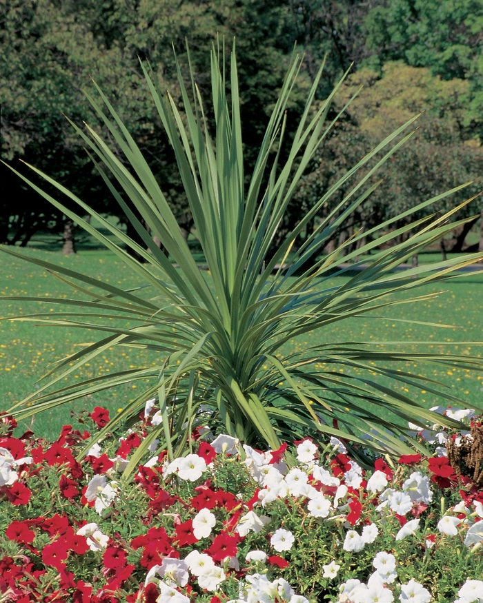 Spikes - Cordyline indivisa from Holmquest Farms