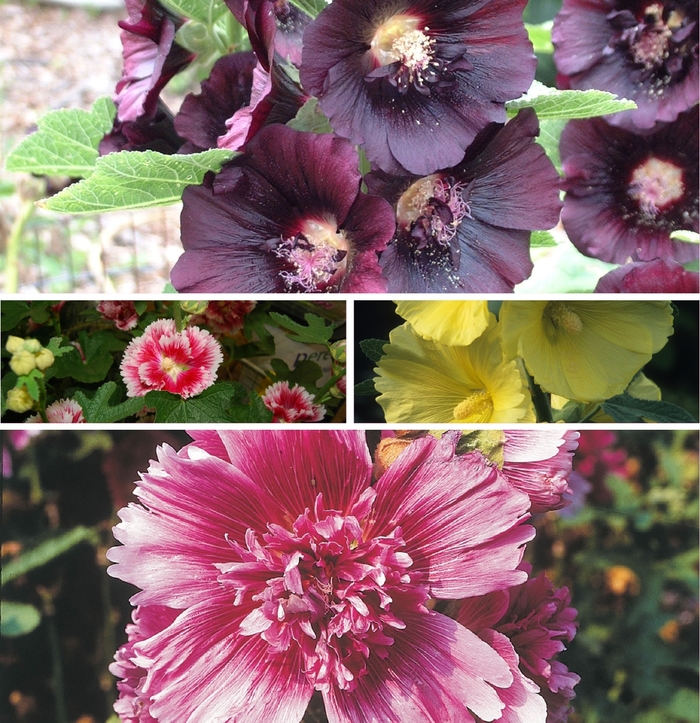 'Multiple Varieties' Hollyhock - Alcea from Holmquest Farms