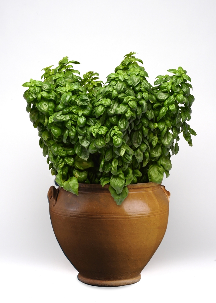 'Everleaf Genovese' Basil - Ocimum basilicum from Holmquest Farms