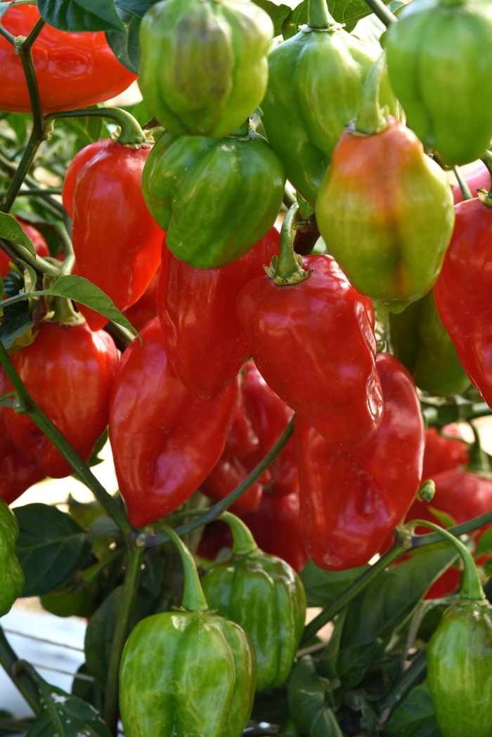 'Primero Red' Pepper - Capsicum chinense from Holmquest Farms
