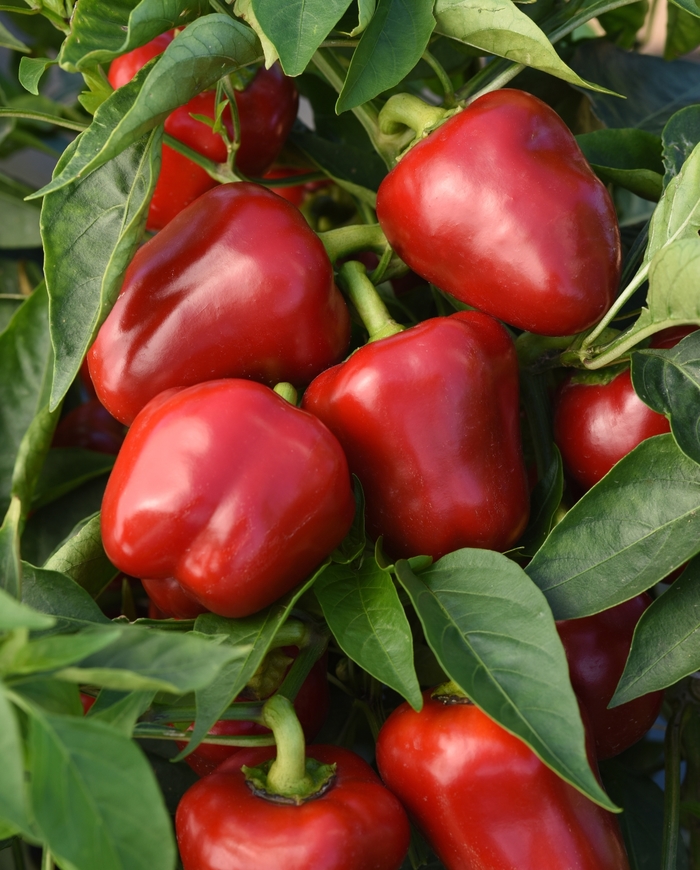 'Snackabelle' Bell Pepper - Capsicum annuum from Holmquest Farms