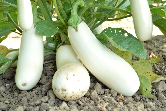 'Snowy' Eggplant - Solanum melongena from Holmquest Farms