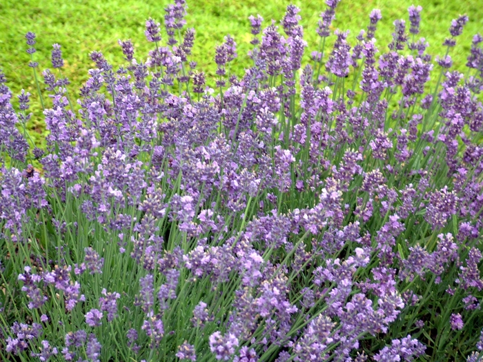 'Munstead' Lavender - Lavandula angustifolia from Holmquest Farms