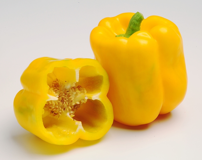 'Admiral' Bell Pepper - Capsicum annuum from Holmquest Farms