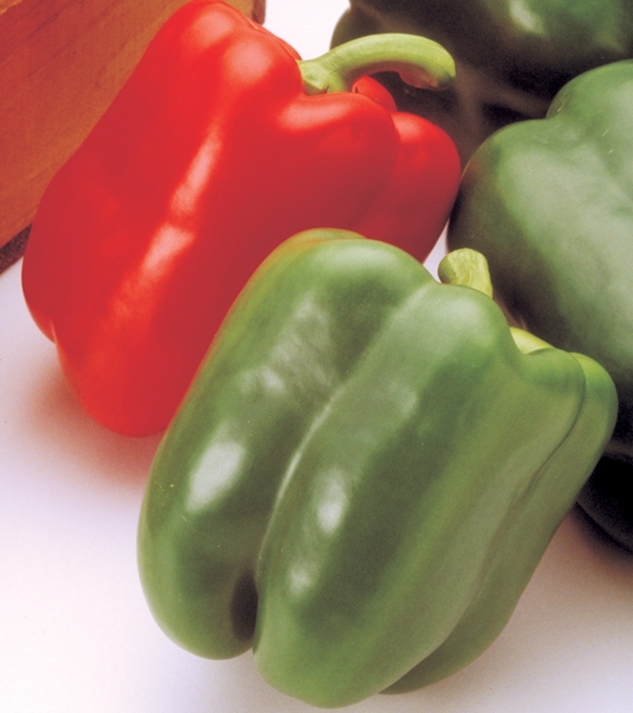 'Aristotle' Pepper - Capsicum annuum from Holmquest Farms