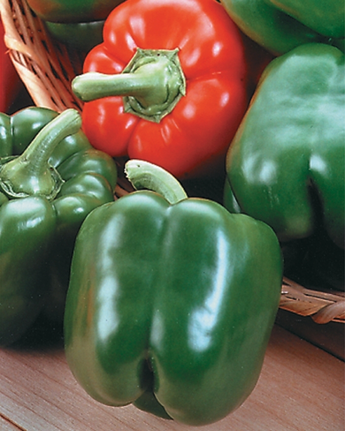 'King Arthur' Pepper - Capsicum annuum from Holmquest Farms