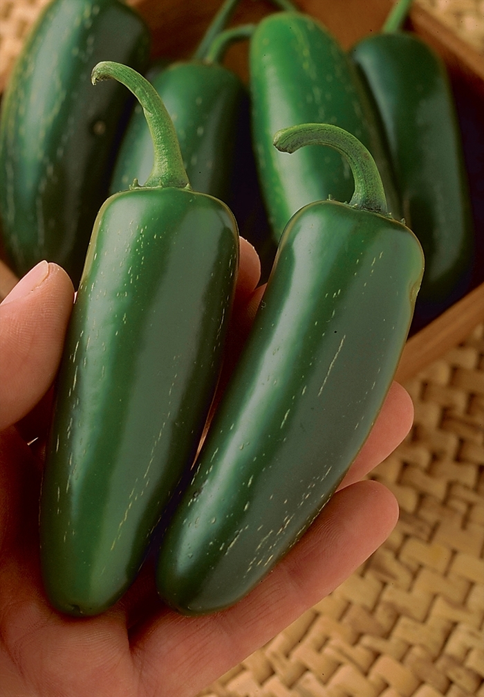 'Mucho Nacho' Pepper - Capsicum annuum from Holmquest Farms