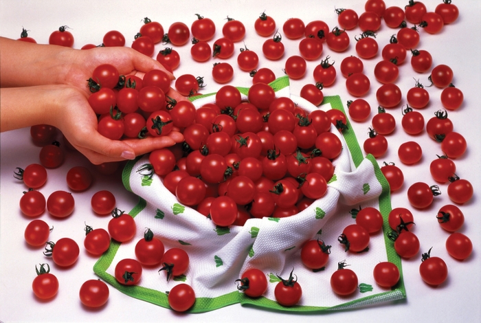 'Sweet Million' Tomato - Lycopersicon esculentum from Holmquest Farms