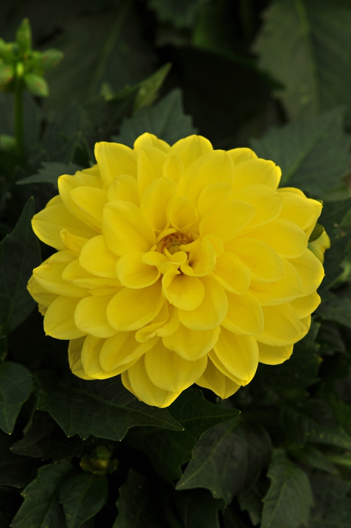 Dahlietta&reg; 'Julia' - Dahlia from Holmquest Farms