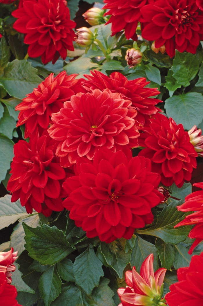 Dahlietta&reg; 'Tessy' - Dahlia from Holmquest Farms