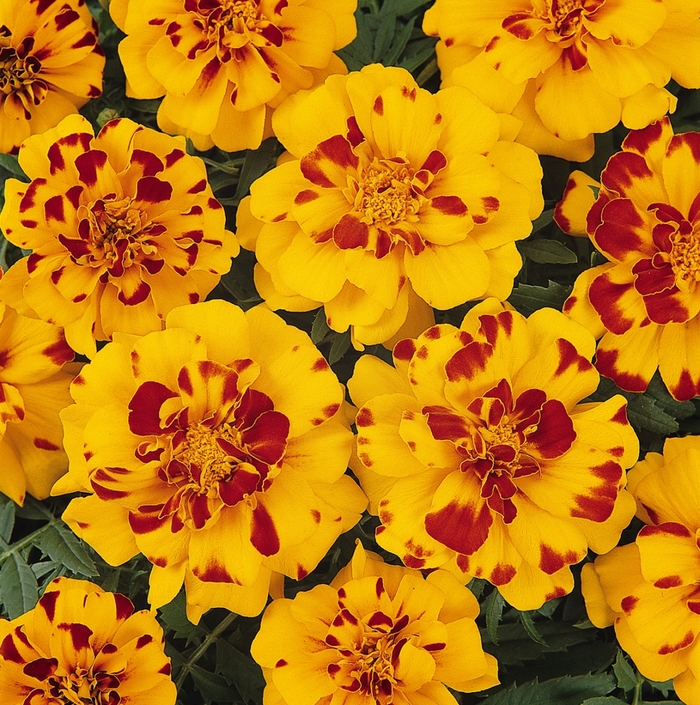 Durango&reg; Bolero - Tagetes patula (French Marigold) from Holmquest Farms