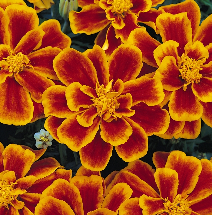 Durango&reg; Flame - Tagetes patula (French Marigold) from Holmquest Farms