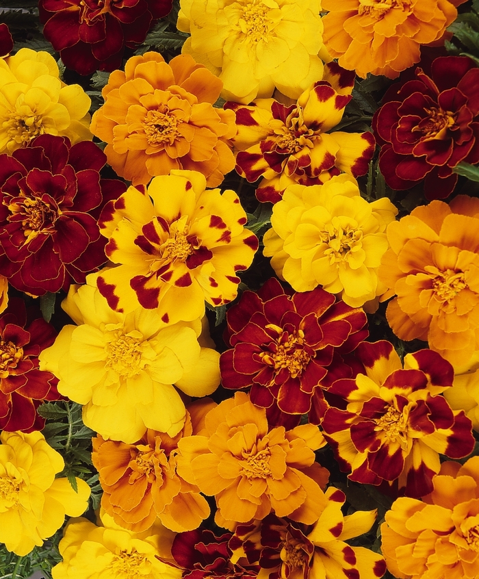 Durango&reg; Outback Mix - Tagetes patula (French Marigold) from Holmquest Farms