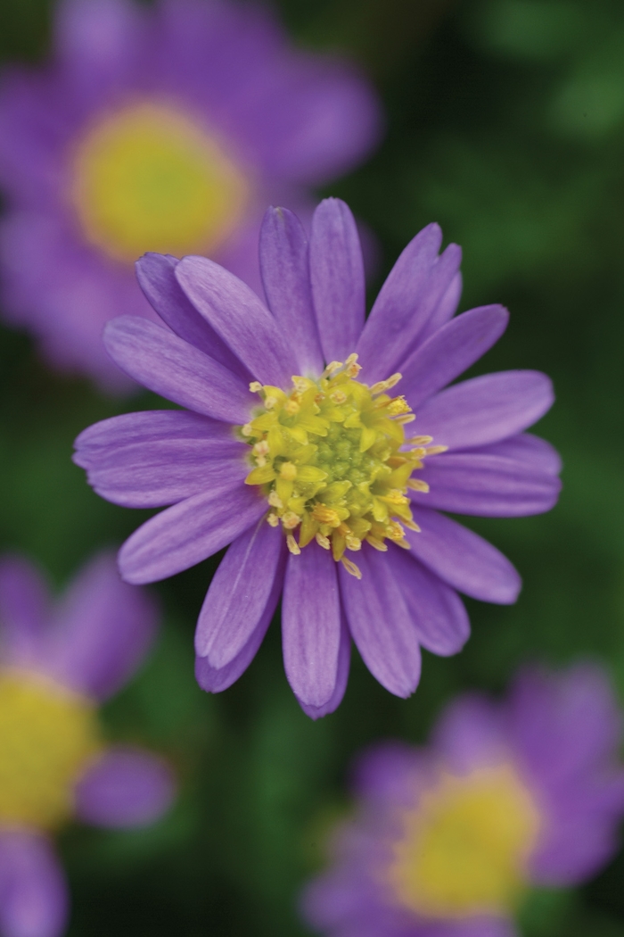 'Amethyst' - Brachyscome from Holmquest Farms