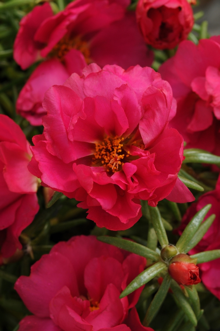 Happy Hour&trade; 'Fuchsia' - Portulaca grandiflora (Moss Rose, Purslane) from Holmquest Farms