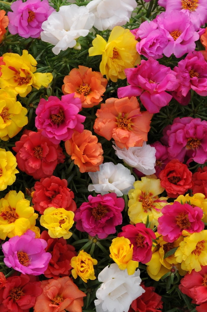 Happy Hour&trade; 'Mix' - Portulaca grandiflora (Moss Rose, Purslane) from Holmquest Farms