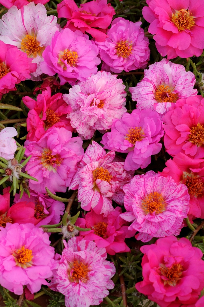 Happy Hour&trade; 'Pink Passion Mixture' - Portulaca grandiflora (Moss Rose, Purslane) from Holmquest Farms