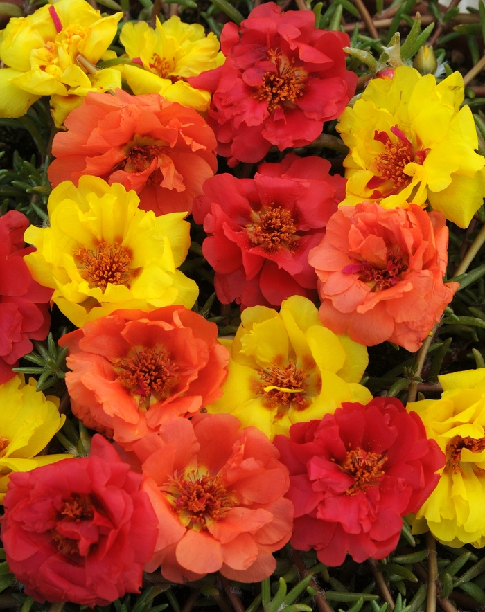 Happy Hour&trade; 'Tropical Mix' - Portulaca grandiflora (Moss Rose, Purslane) from Holmquest Farms