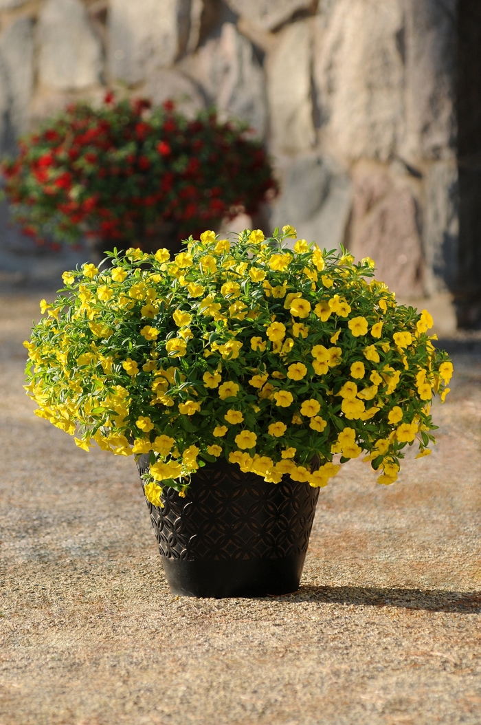 Cabaret&reg; 'Deep Yellow' - Calibrachoa (Trailing Petunia) from Holmquest Farms