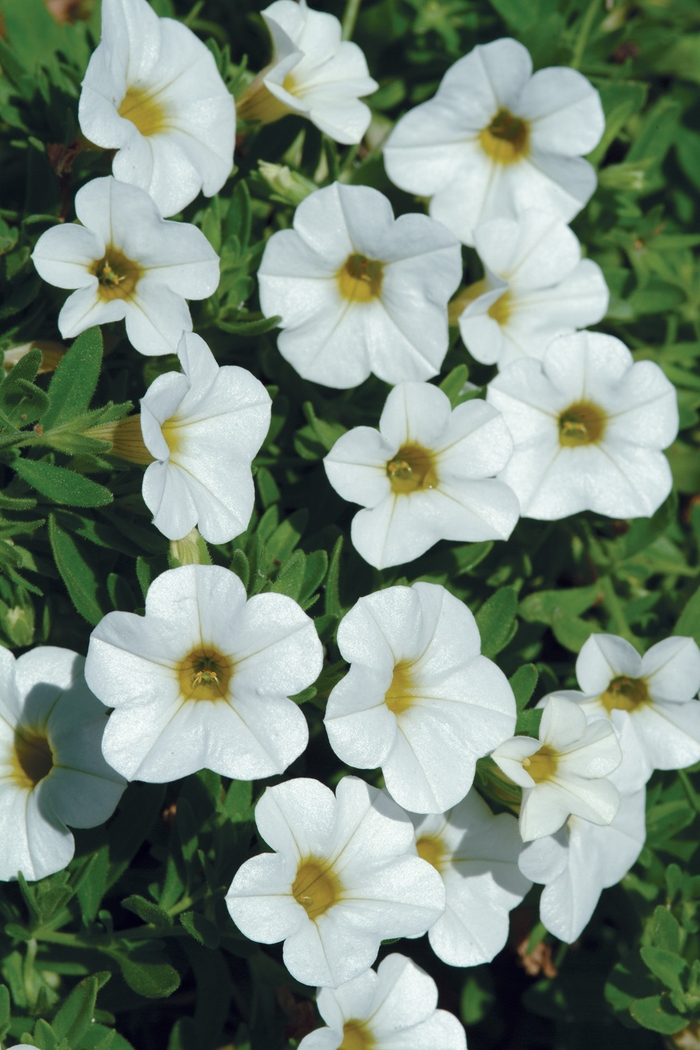 Cabaret&reg; 'Bright White Improved' - Calibrachoa (Mini Petunia) from Holmquest Farms