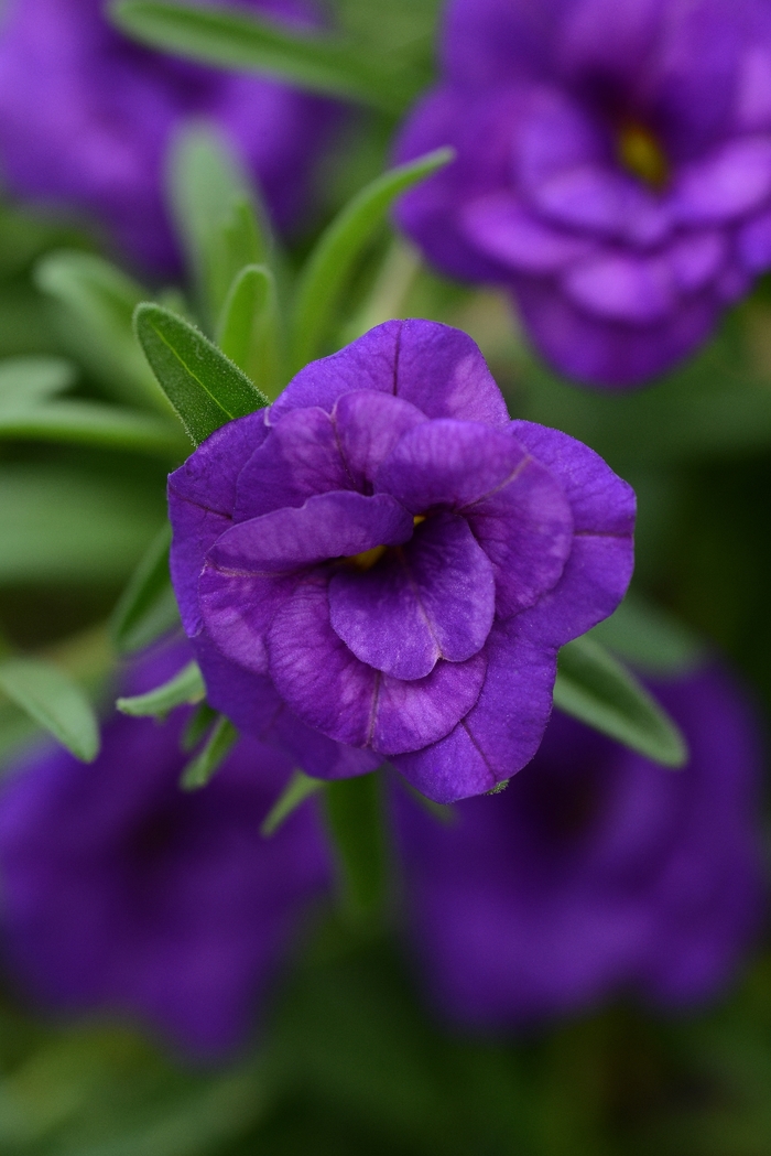 MiniFamous&reg; 'Double Blue' - Calibrachoa (Trailing Petunia) from Holmquest Farms