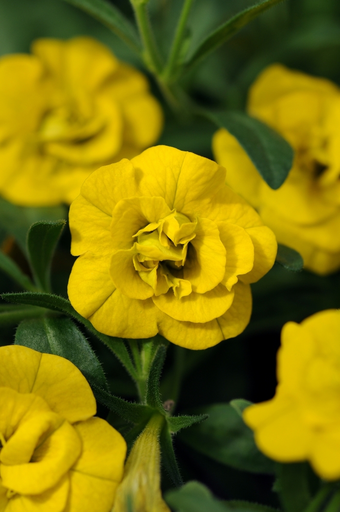 MiniFamous&reg; 'Double Deep Yellow' - Calibrachoa (Trailing Petunia) from Holmquest Farms