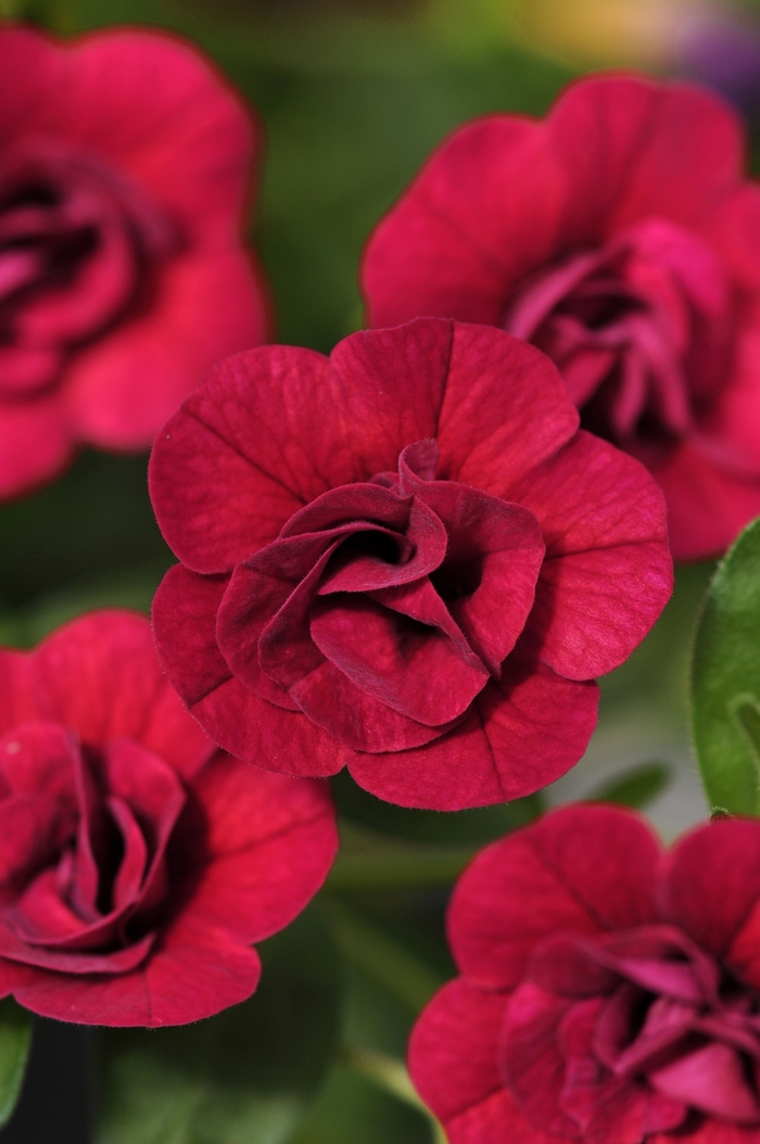 MiniFamous&reg; 'Double Magenta' - Calibrachoa (Trailing Petunia) from Holmquest Farms