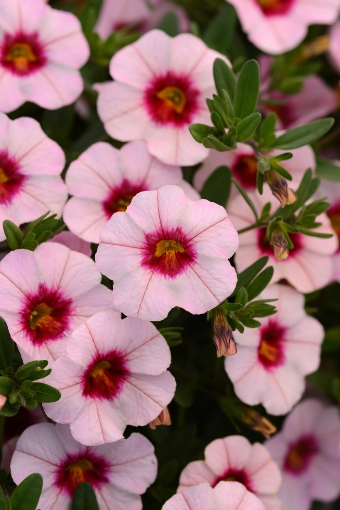 MiniFamous&reg; Neo 'Salmon Pink+Eye' - Calibrachoa (Mini Petunia) from Holmquest Farms