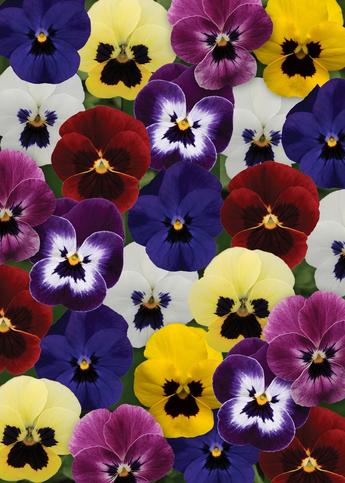 Sorbet&reg; XP 'Blotch Mixture' - Viola cornuta (Pansy) from Holmquest Farms