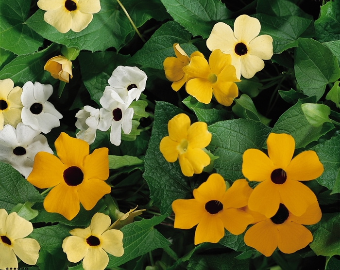 Susie&trade; 'Mix' - Thunbergia alata (Black-eyed Susan Vine) from Holmquest Farms