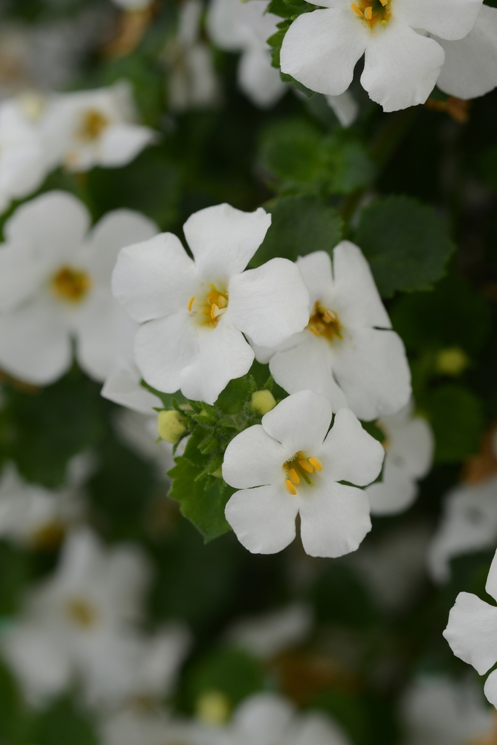 MegaCopa&trade; White - Sutera cordata (Bacopa) from Holmquest Farms