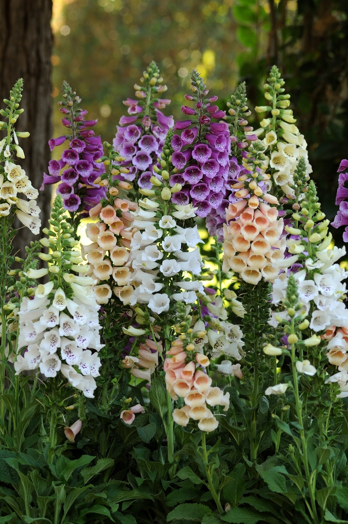 'Dalmatian Mix' - Digitalis purpurea (Foxglove) from Holmquest Farms