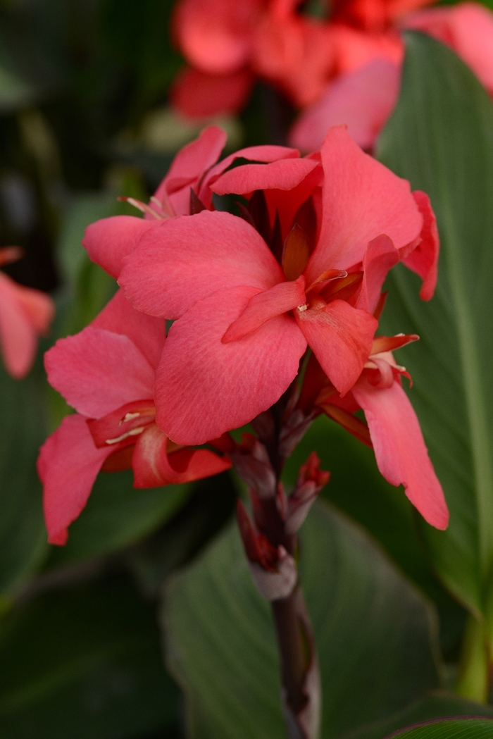 Cannova&reg; 'Rose' - Canna x generalis (Canna Lily) from Holmquest Farms