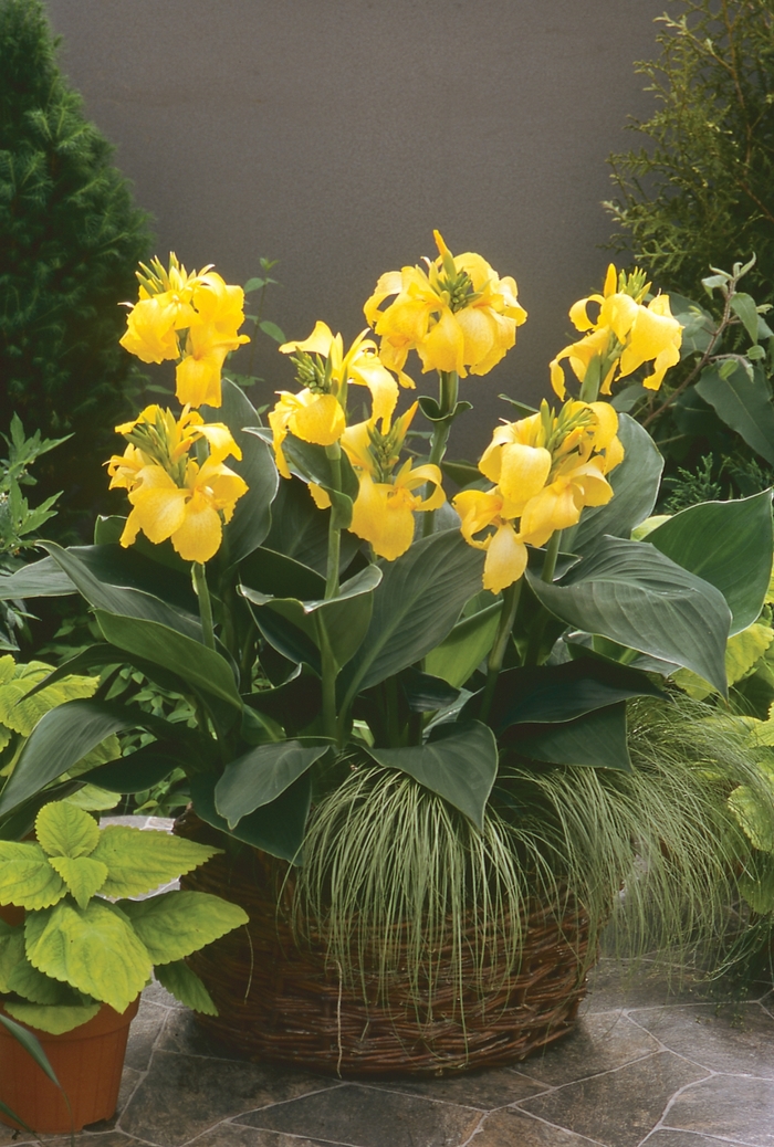 Cannova&reg; 'Yellow' - Canna x generalis (Canna Lily) from Holmquest Farms