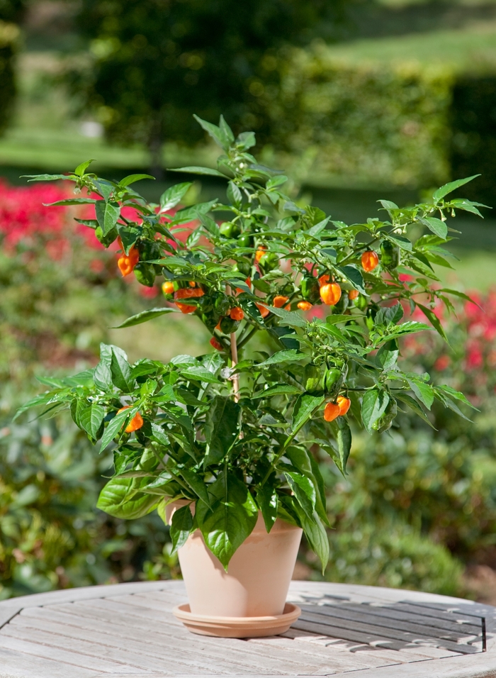 'Habanero' Pepper - Capsicum annuum from Holmquest Farms