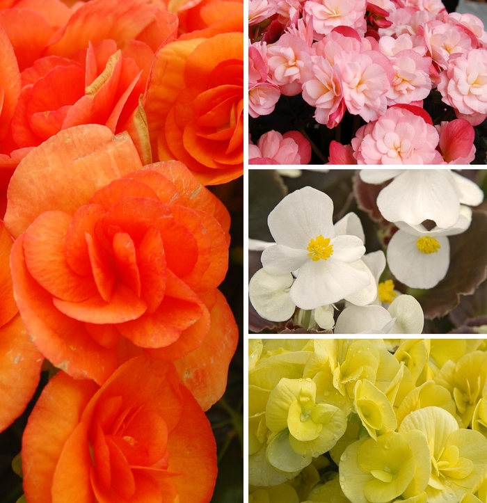 Assorted Begonia - Begonia from Holmquest Farms