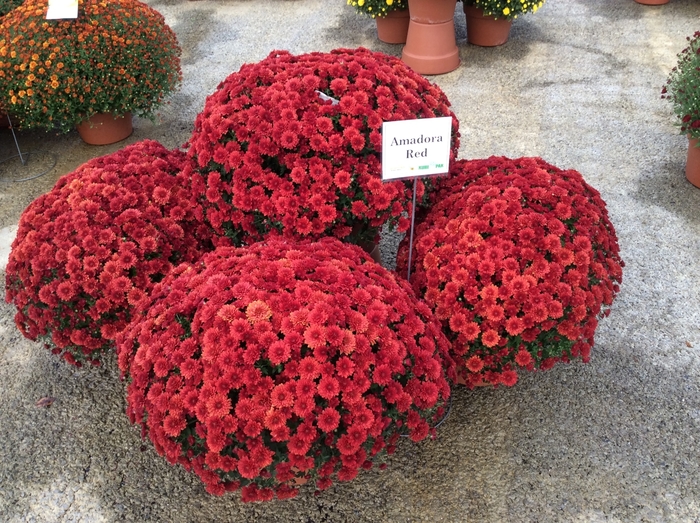 Belgian Mums&reg; 'Amadora Red' - Chrysanthemum x morifolium (Mum) from Holmquest Farms
