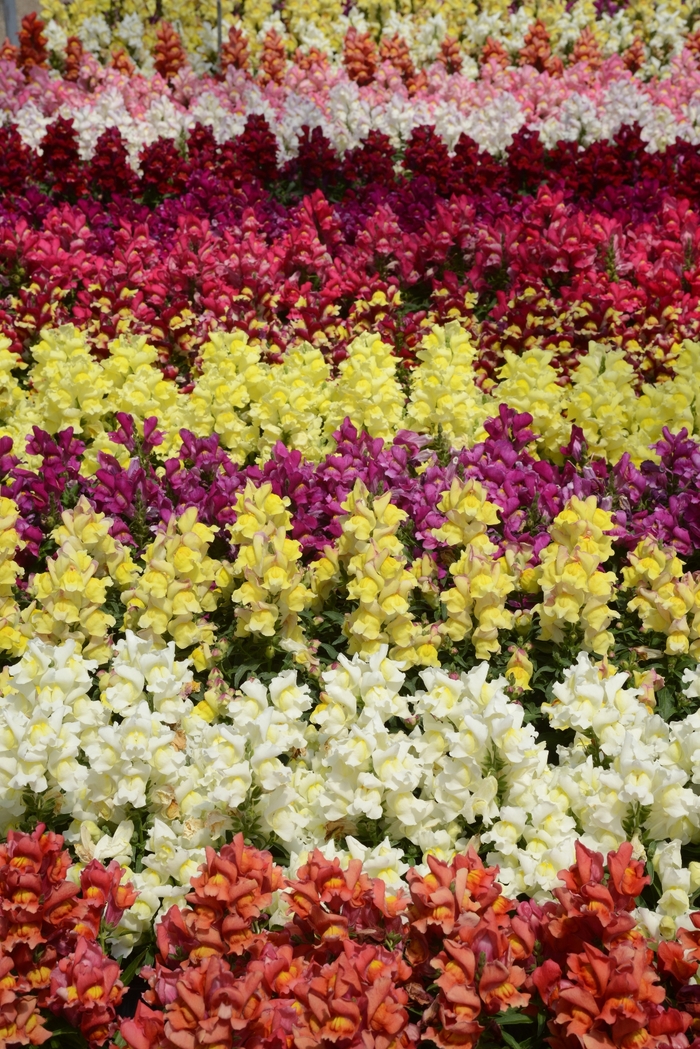 Snapshot&trade; 'Mix' - Antirrhinum majus (Snapdragon) from Holmquest Farms