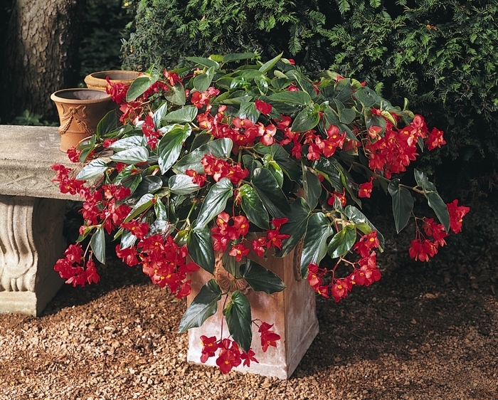 Dragon Wing&reg; 'Red' - Begonia from Holmquest Farms