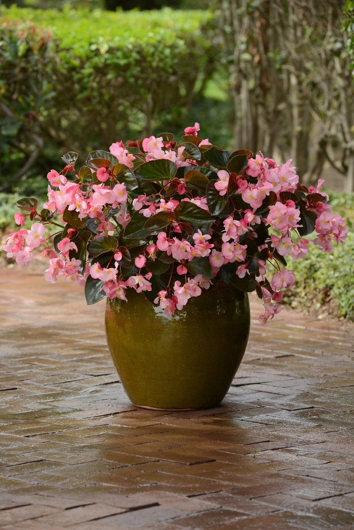 Megawatt&trade; 'Pink Bronze Leaf' - Begonia from Holmquest Farms