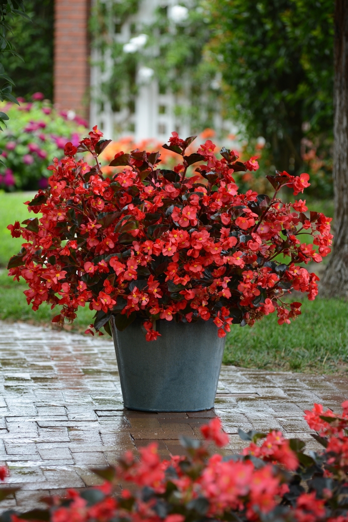 Megawatt&trade; Red Bronze Leaf Improved - Begonia from Holmquest Farms