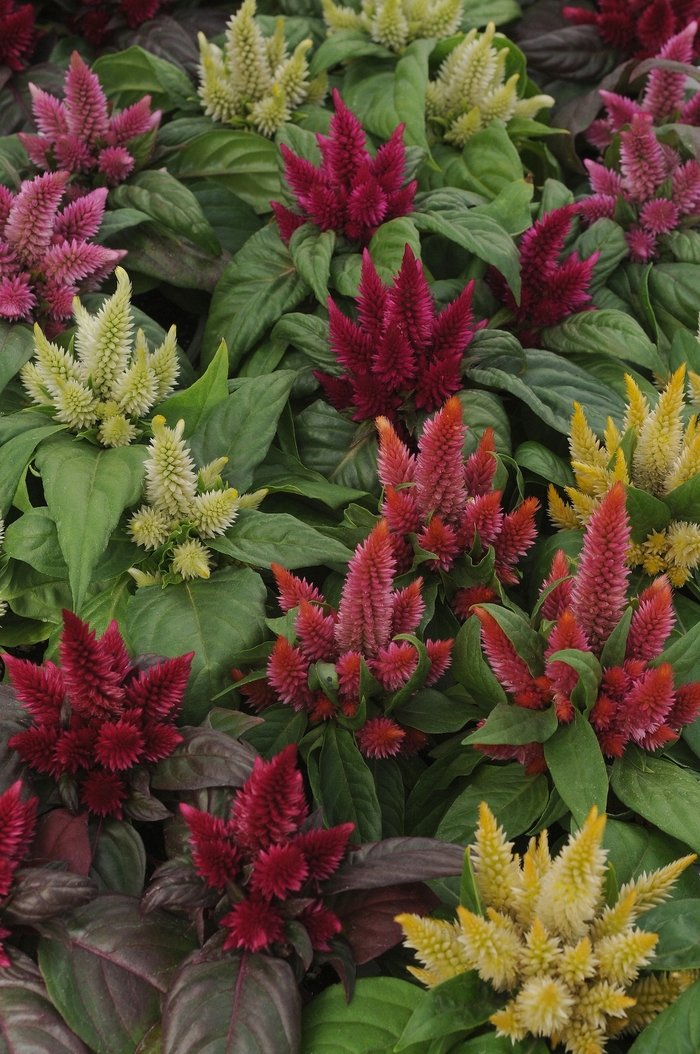 Kosmo 'Mix' - Celosia (Cockscomb) from Holmquest Farms