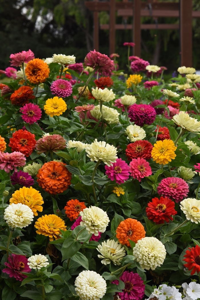 'State Fair Mix' - Zinnia elegans from Holmquest Farms