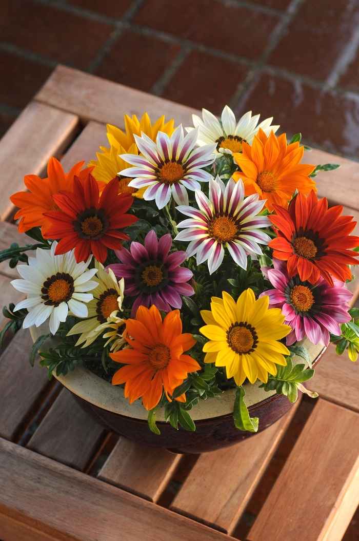 New Day&reg; 'Mix' - Gazania rigens from Holmquest Farms